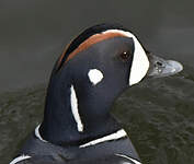 Arlequin plongeur