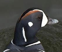 Harlequin Duck