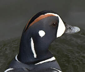 Arlequin plongeur