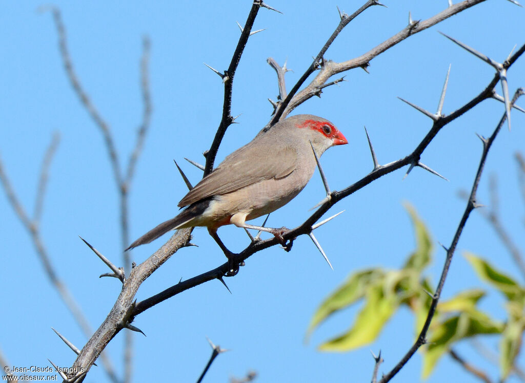 Black-rumped Waxbill