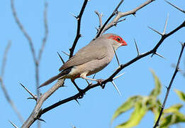 Black-rumped Waxbill