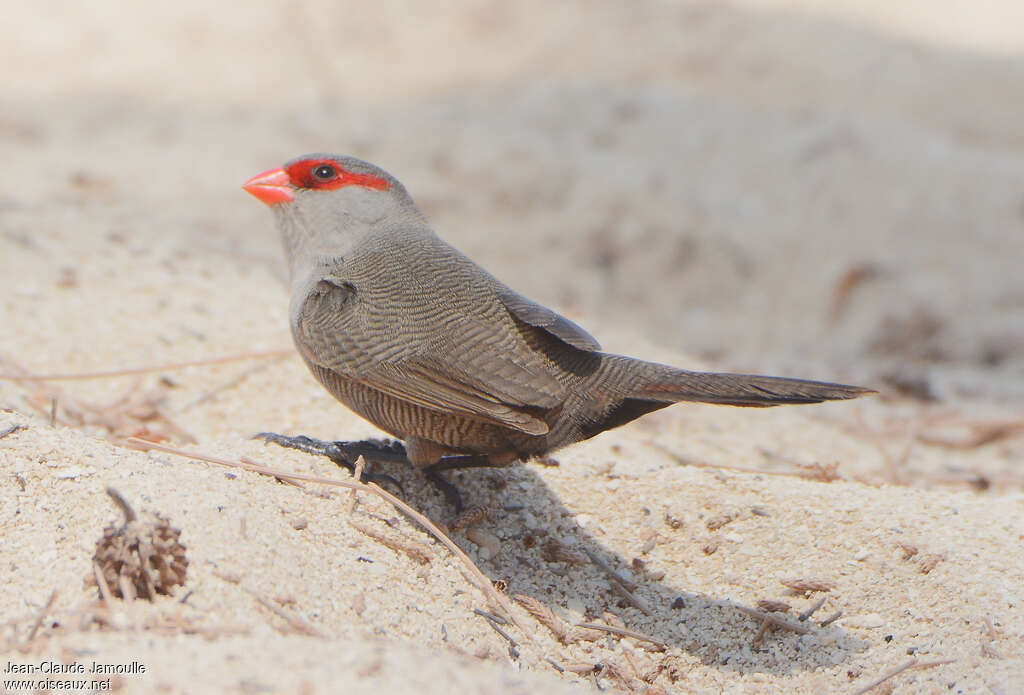Common Waxbilladult, habitat