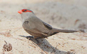 Common Waxbill