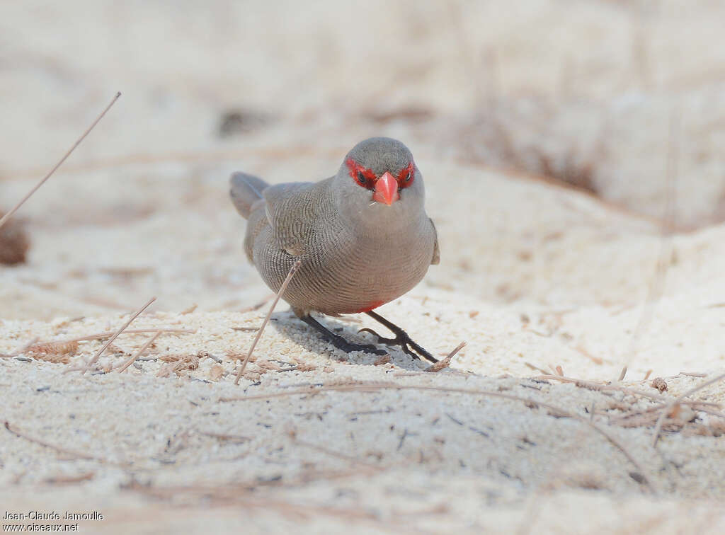 Common Waxbill