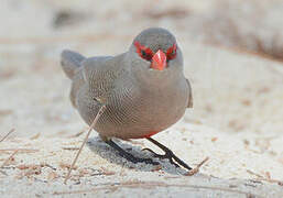 Common Waxbill