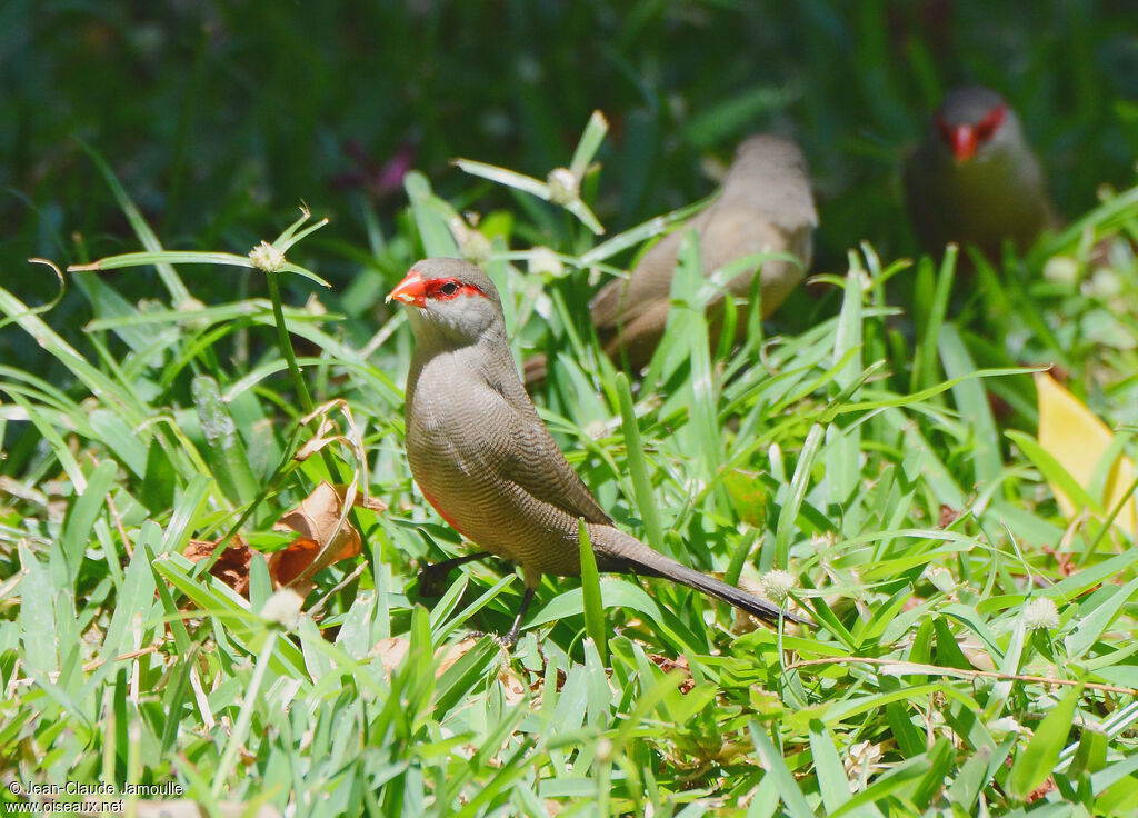 Common Waxbill, feeding habits