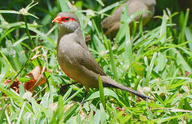 Common Waxbill