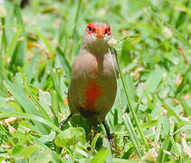 Common Waxbill