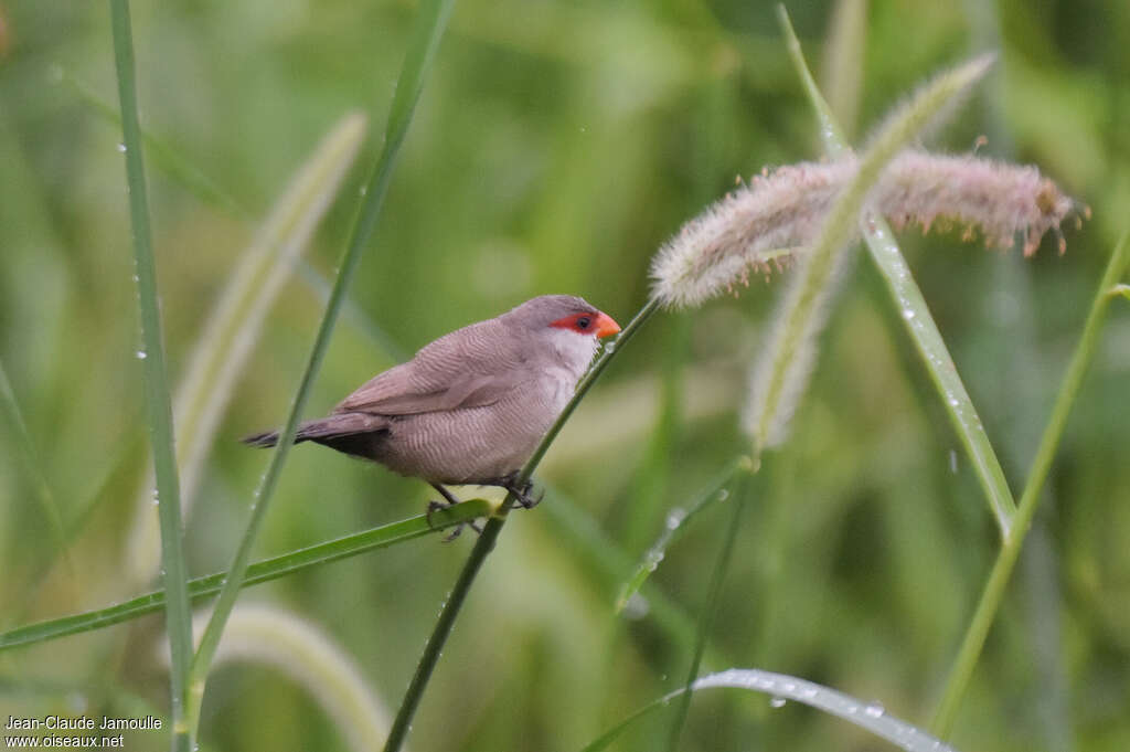 Common Waxbilladult, habitat