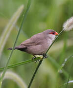 Common Waxbill