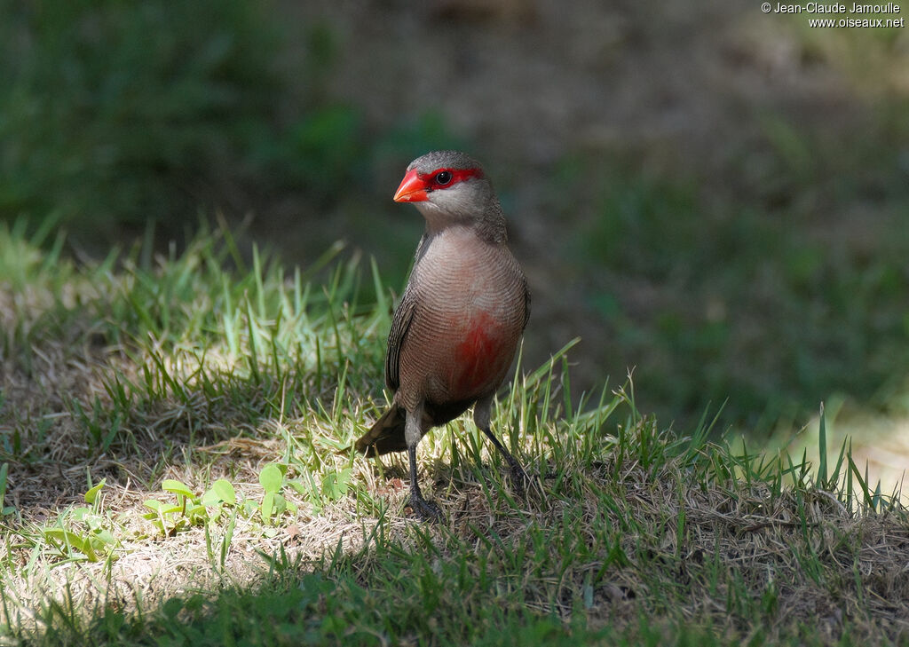 Common Waxbilladult