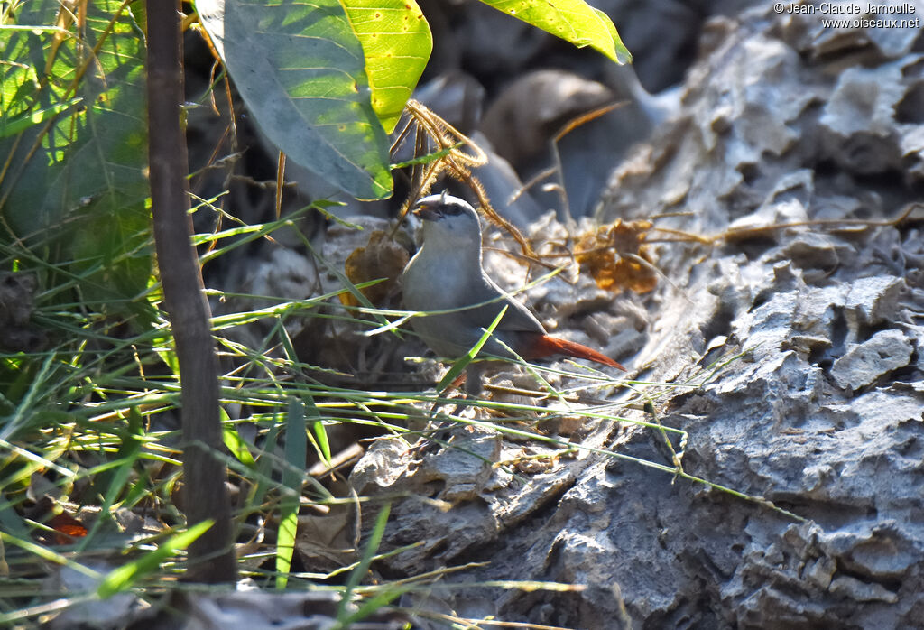 Lavender Waxbill