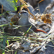 Lavender Waxbill