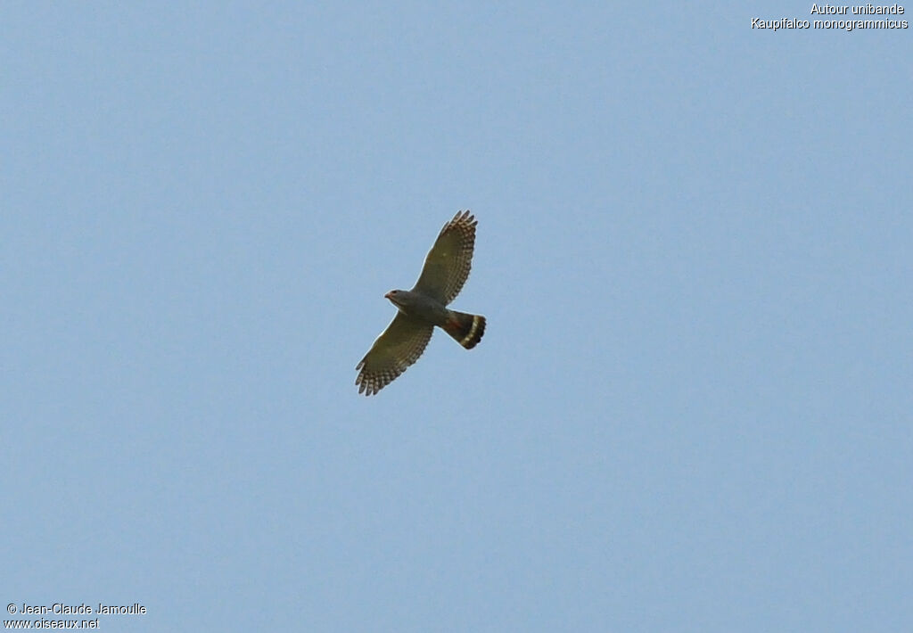 Lizard Buzzard, Flight