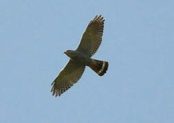 Lizard Buzzard