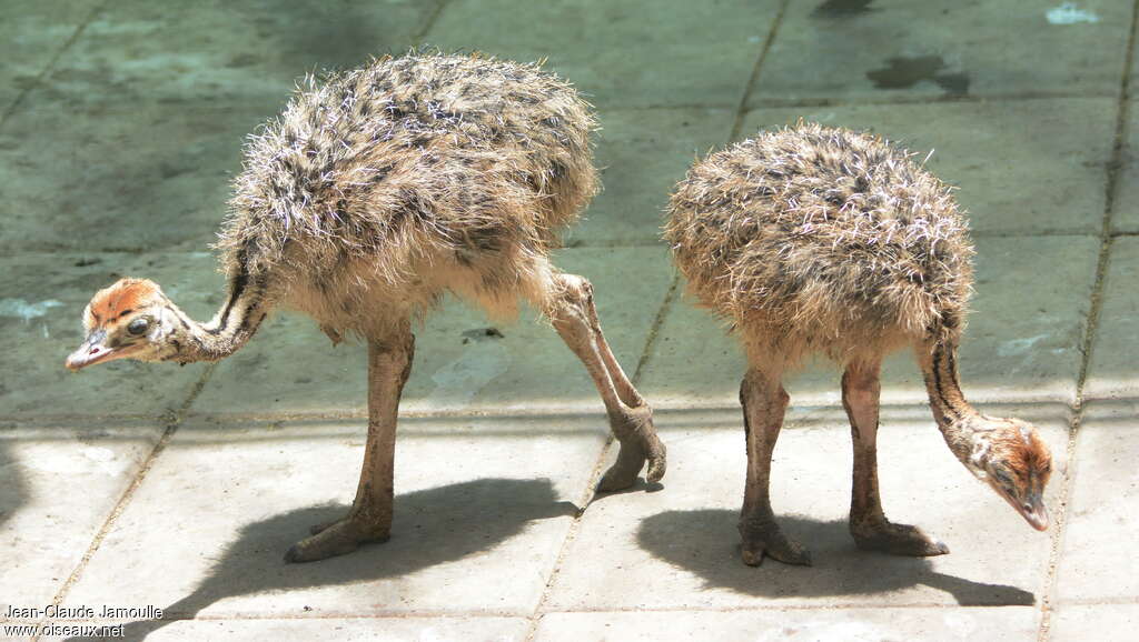 Common Ostrichjuvenile