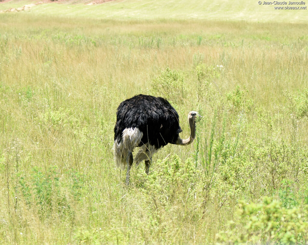 Common Ostrich male adult