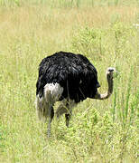 Common Ostrich