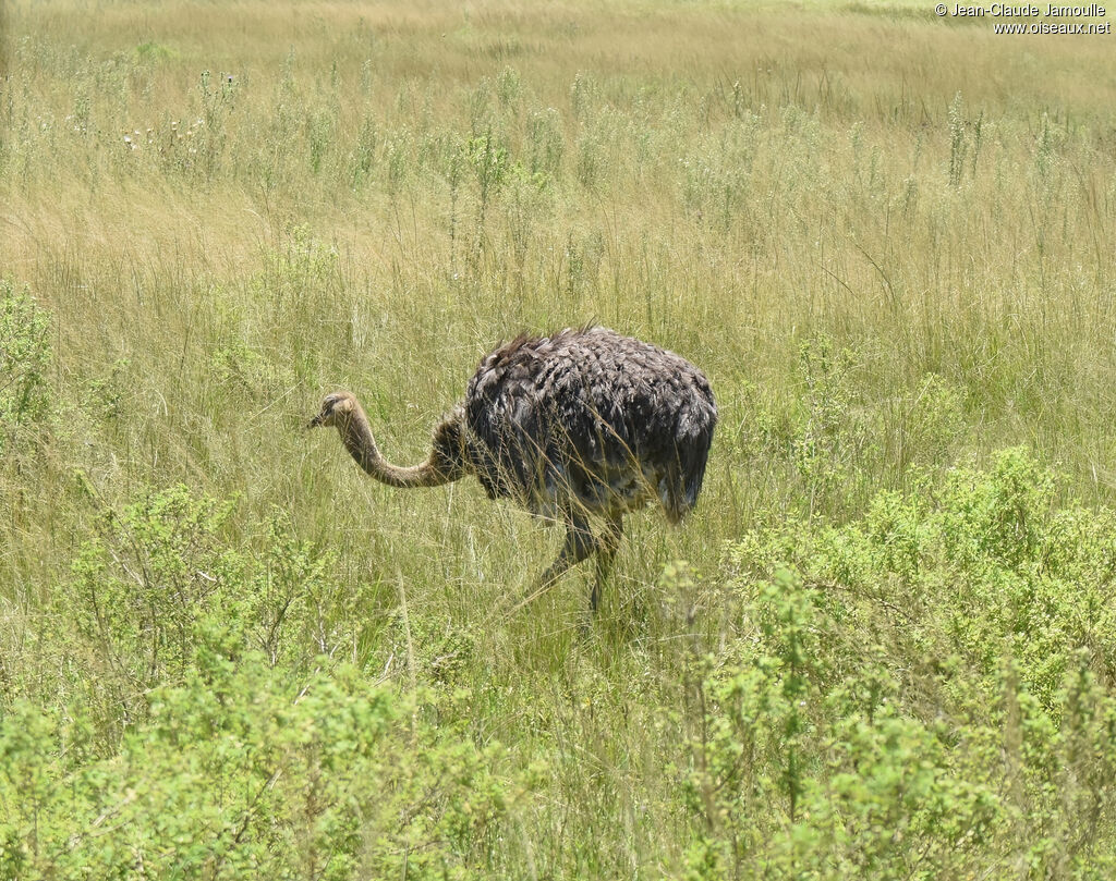 Common Ostrich female adult