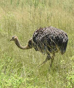 Common Ostrich