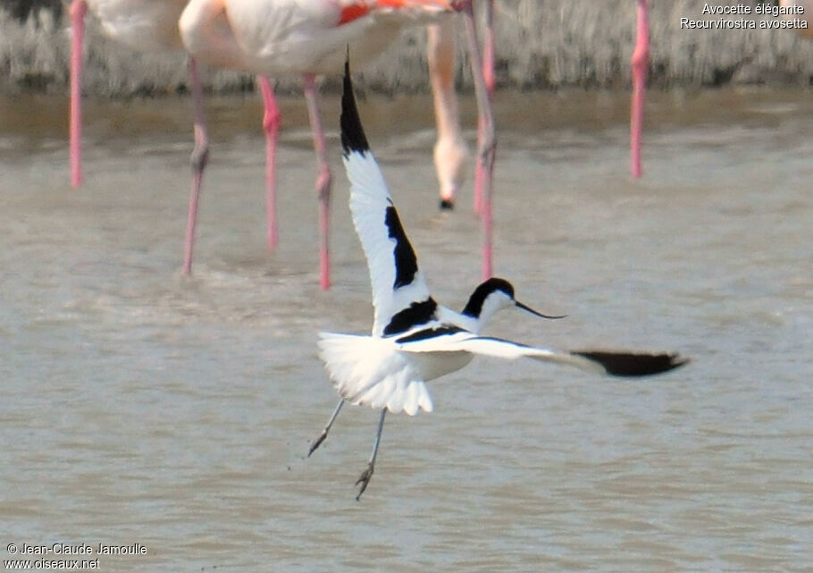 Avocette élégante mâle, Vol