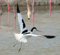 Pied Avocet