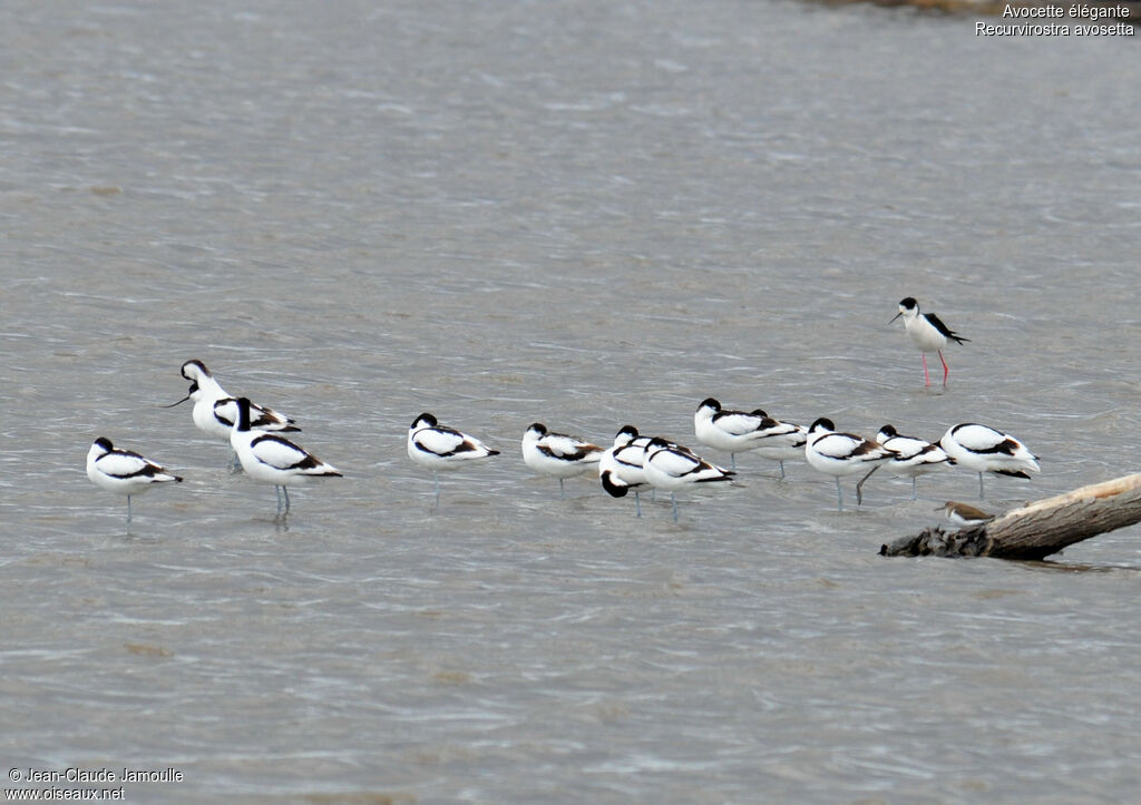 Avocette élégante, Comportement