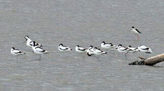 Avocette élégante