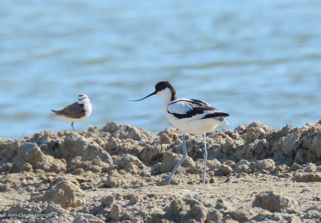 Avocette élégante