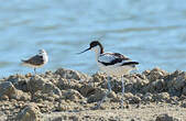 Avocette élégante