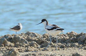 Pied Avocet