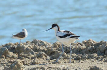 Avocette élégante