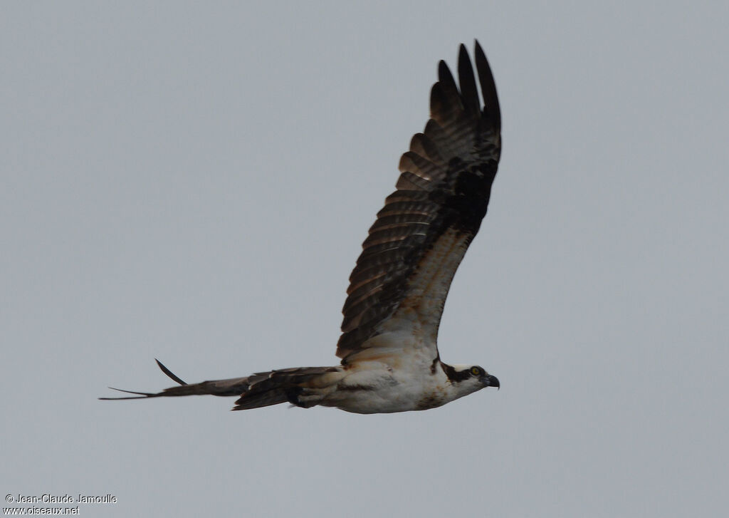 Western Osprey