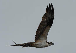 Western Osprey