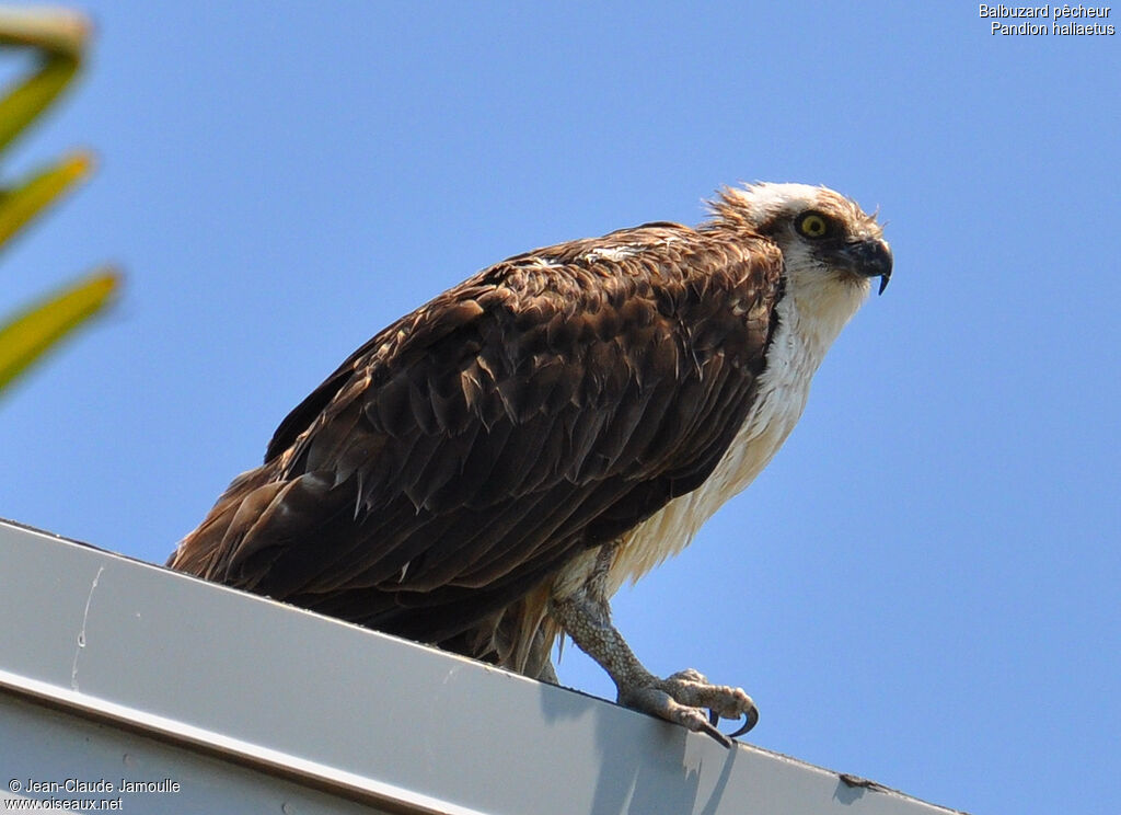 Western Osprey