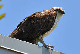 Western Osprey