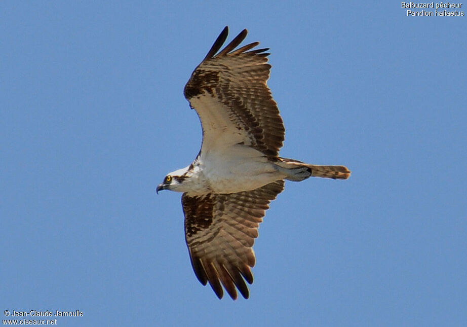 Osprey, Flight