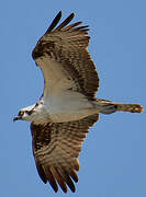 Western Osprey