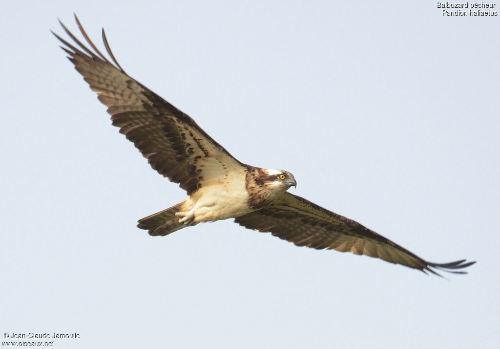 Western Osprey, Flight