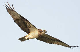 Western Osprey