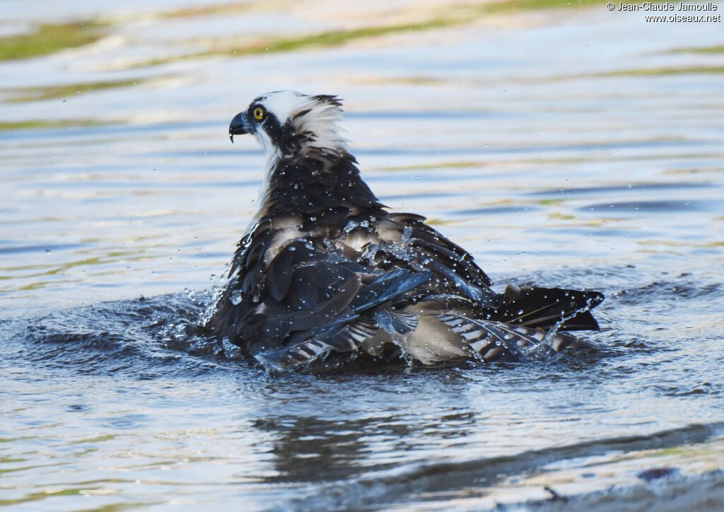 Osprey