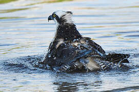 Western Osprey