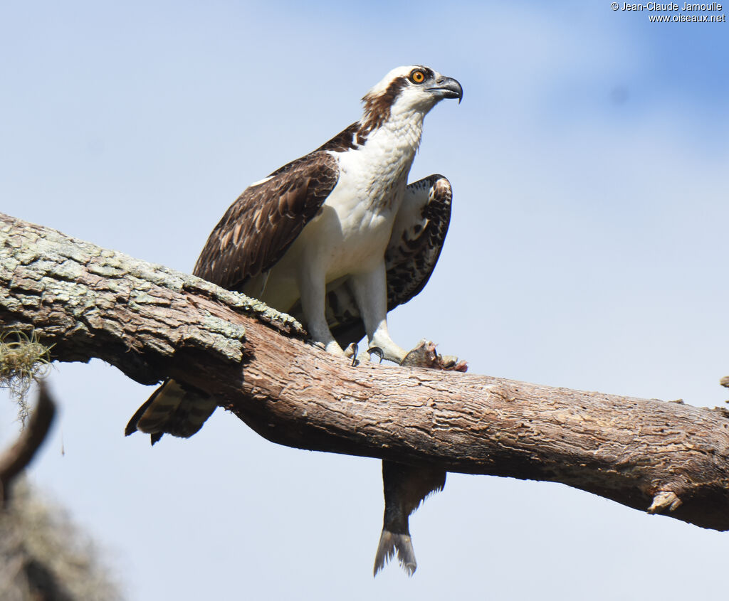 Western Osprey