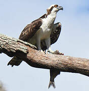 Western Osprey