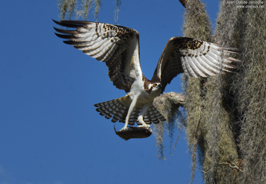 Western Osprey