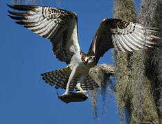 Western Osprey