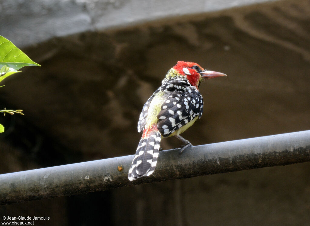 Red-and-yellow Barbet