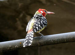 Red-and-yellow Barbet