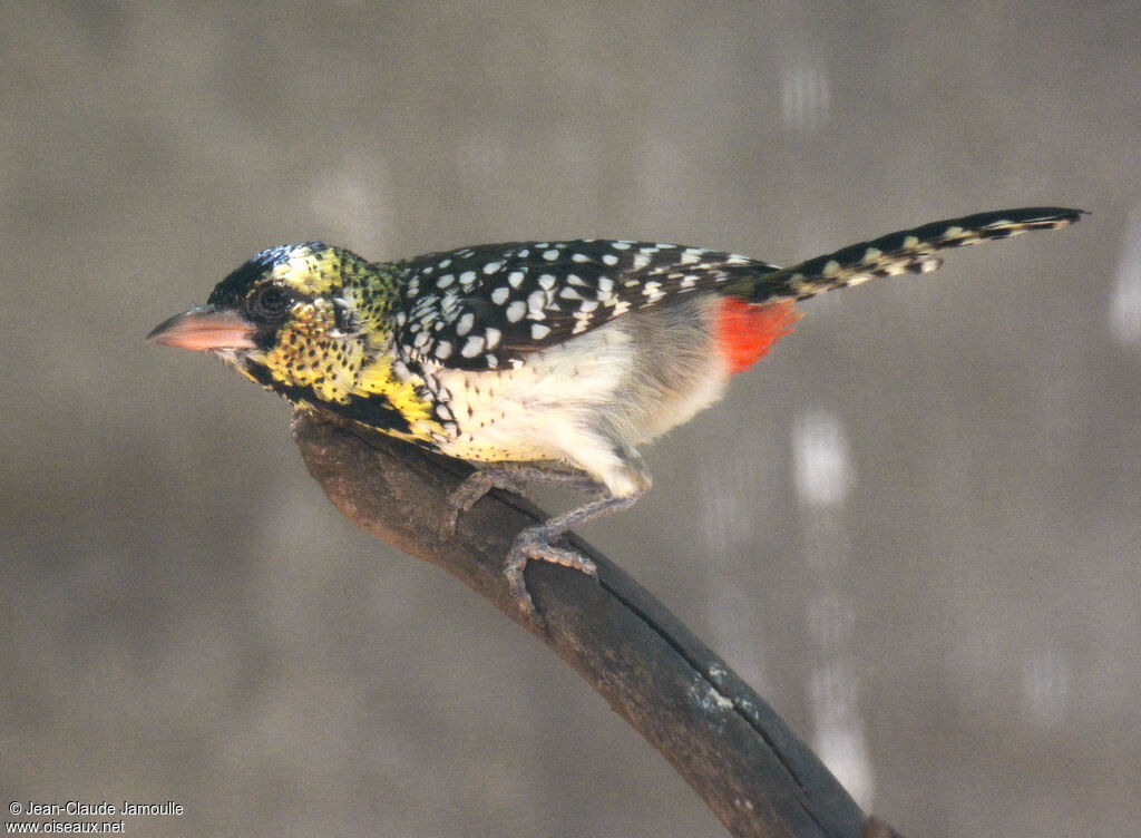 D'Arnaud's Barbet