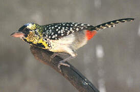 D'Arnaud's Barbet